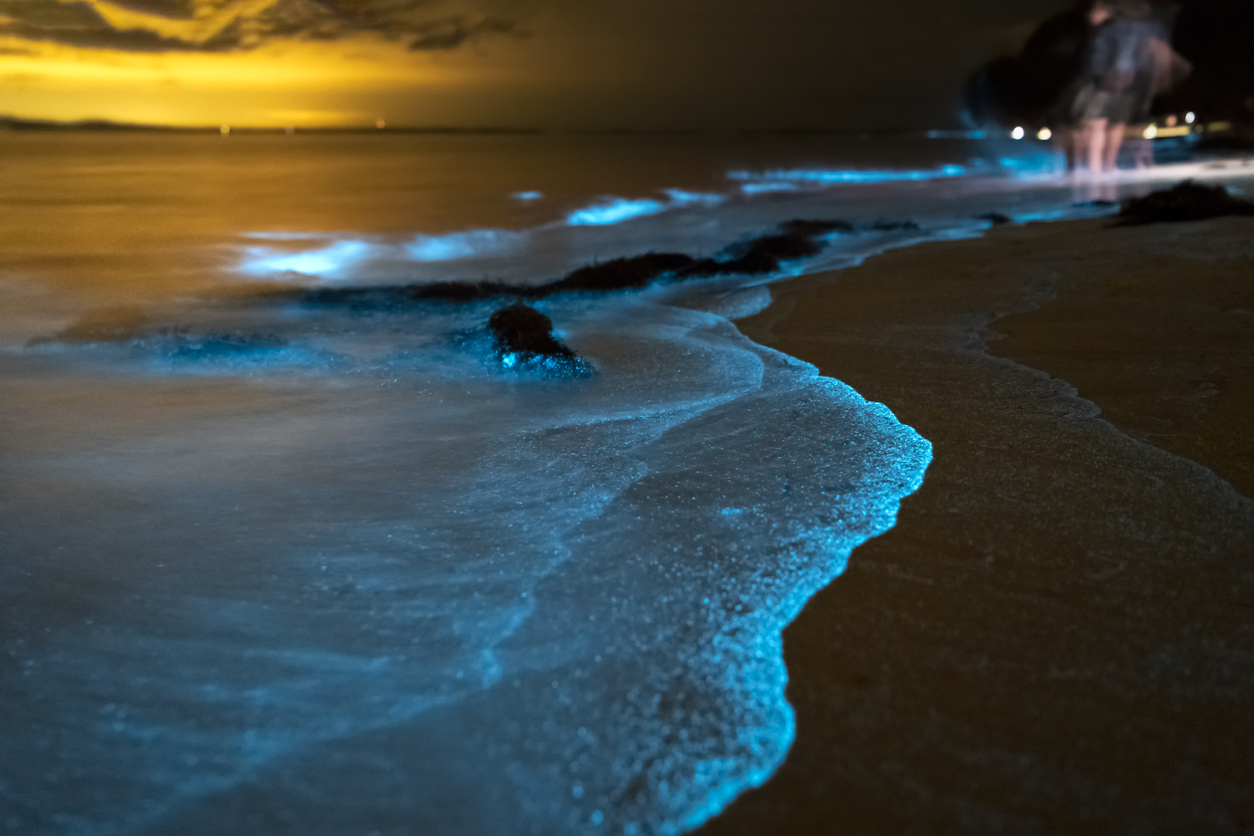 Bioluminescence & Sea Canoes in Phang Nga Bay by Speedboat Include Hotel Transfer 