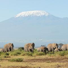 Kilimanjaro Climb and Wildlife Safari