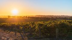 Adelaide Trek and Golf, SA