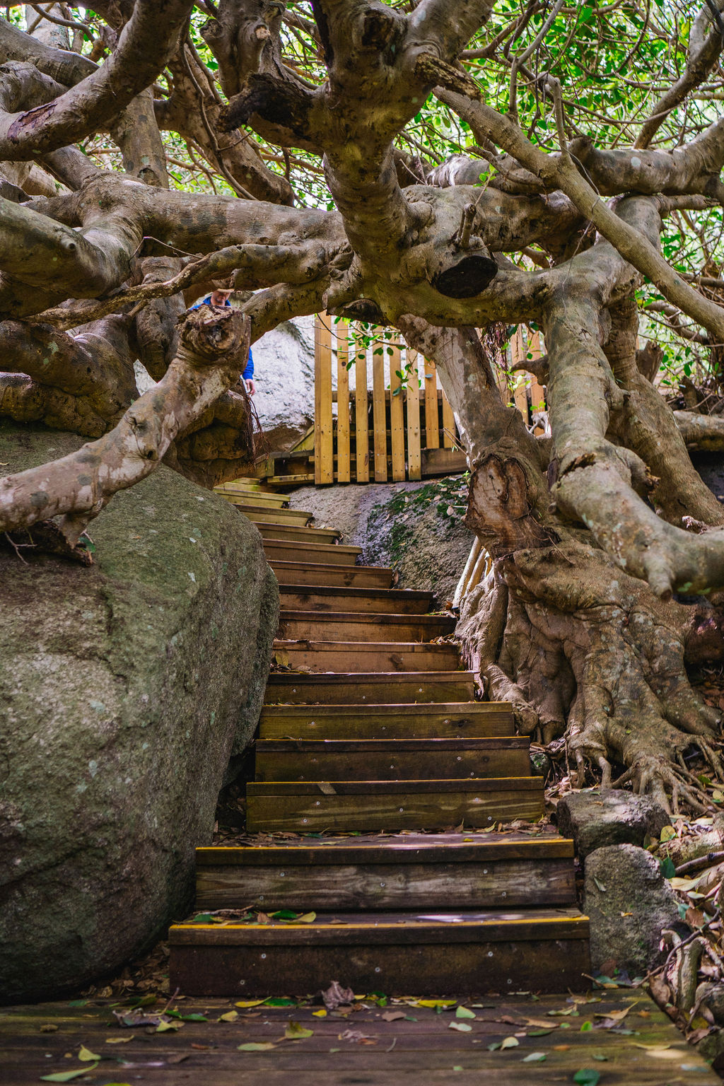 CONNECT TO COUNTRY  - BELLBROOK LOOP WALK CULTURAL WALK WITH ABORIGINAL TRADITIONAL OWNER  LYNNE THOMAS FROM MALLEEMA ABORIGINAL CULTURAL TOURS