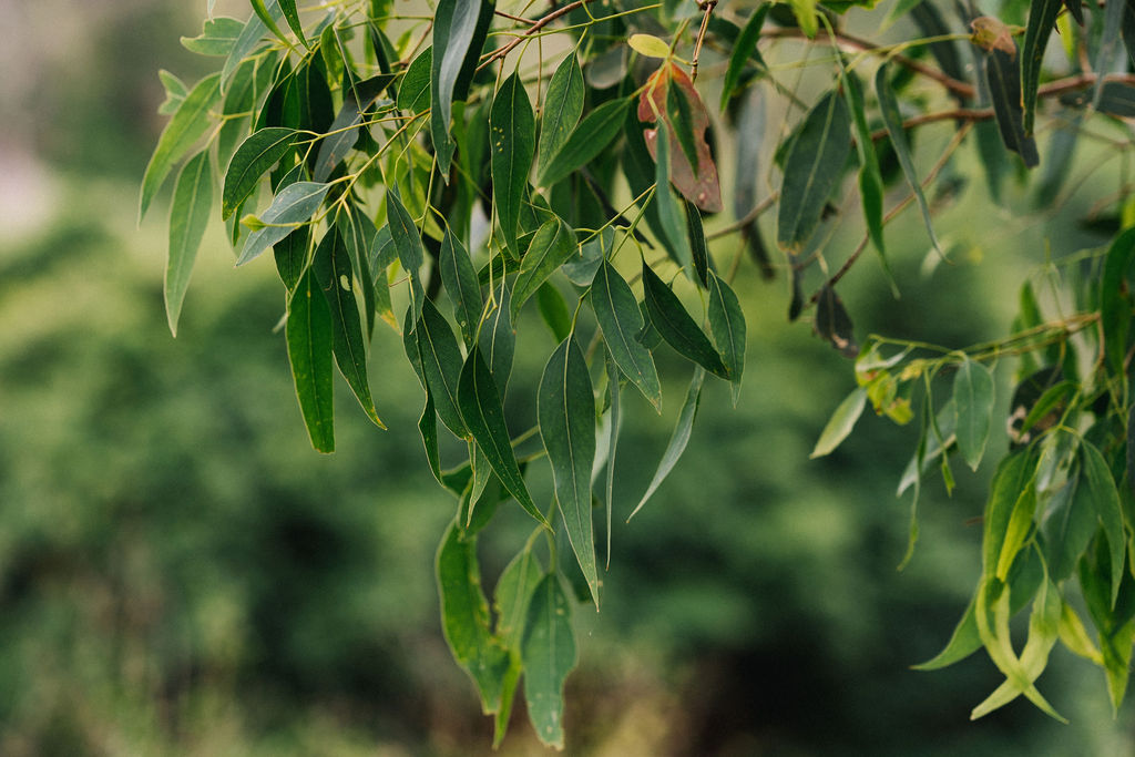 CONNECT TO COUNTRY  - BELLBROOK LOOP WALK CULTURAL WALK WITH ABORIGINAL TRADITIONAL OWNER  LYNNE THOMAS FROM MALLEEMA ABORIGINAL CULTURAL TOURS