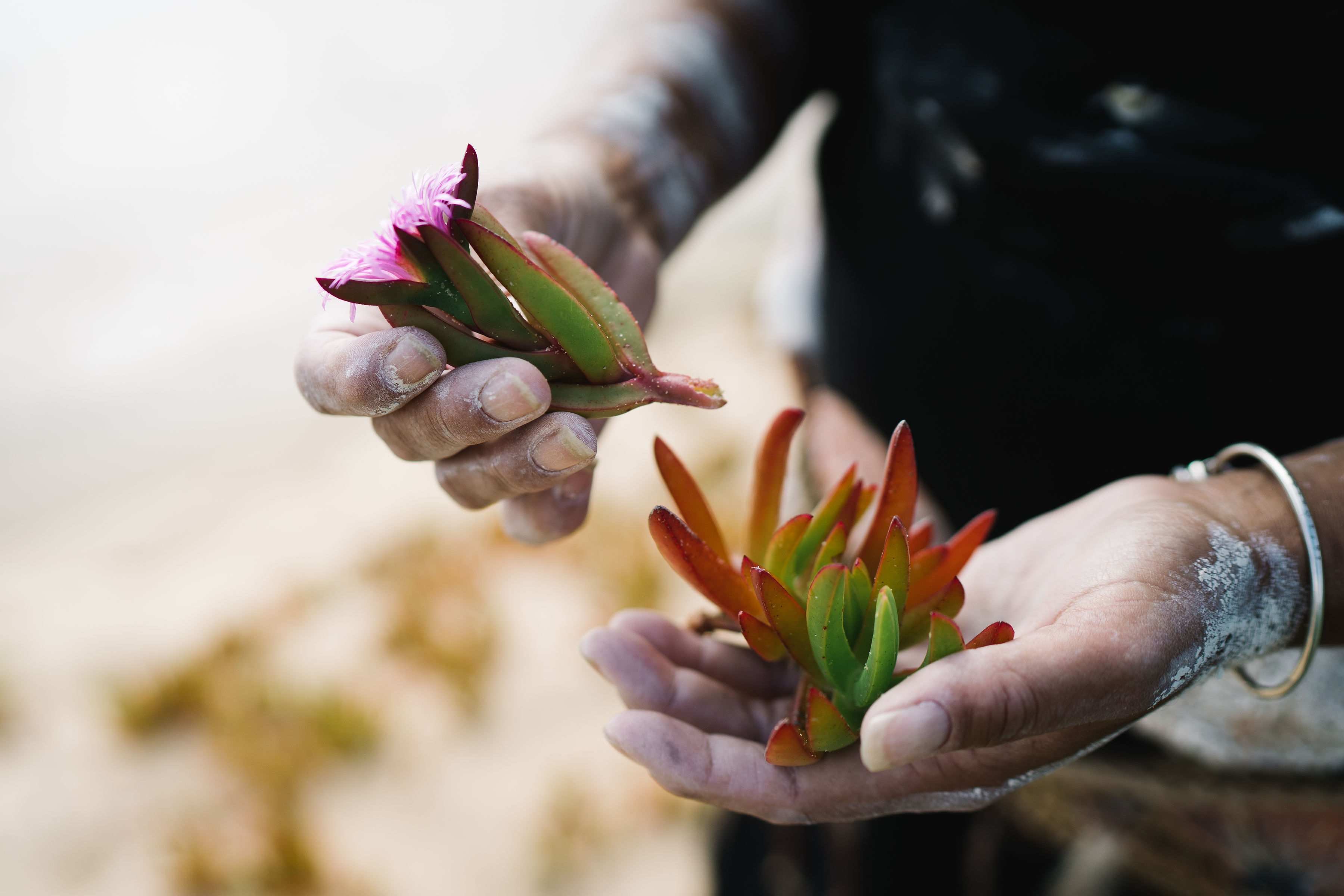 CONNECT TO COUNTRY (Jan 5) - MILLS BAY CULTURAL TOUR  WITH SHARON MASON OF GNARL CUTURAL TOURS
