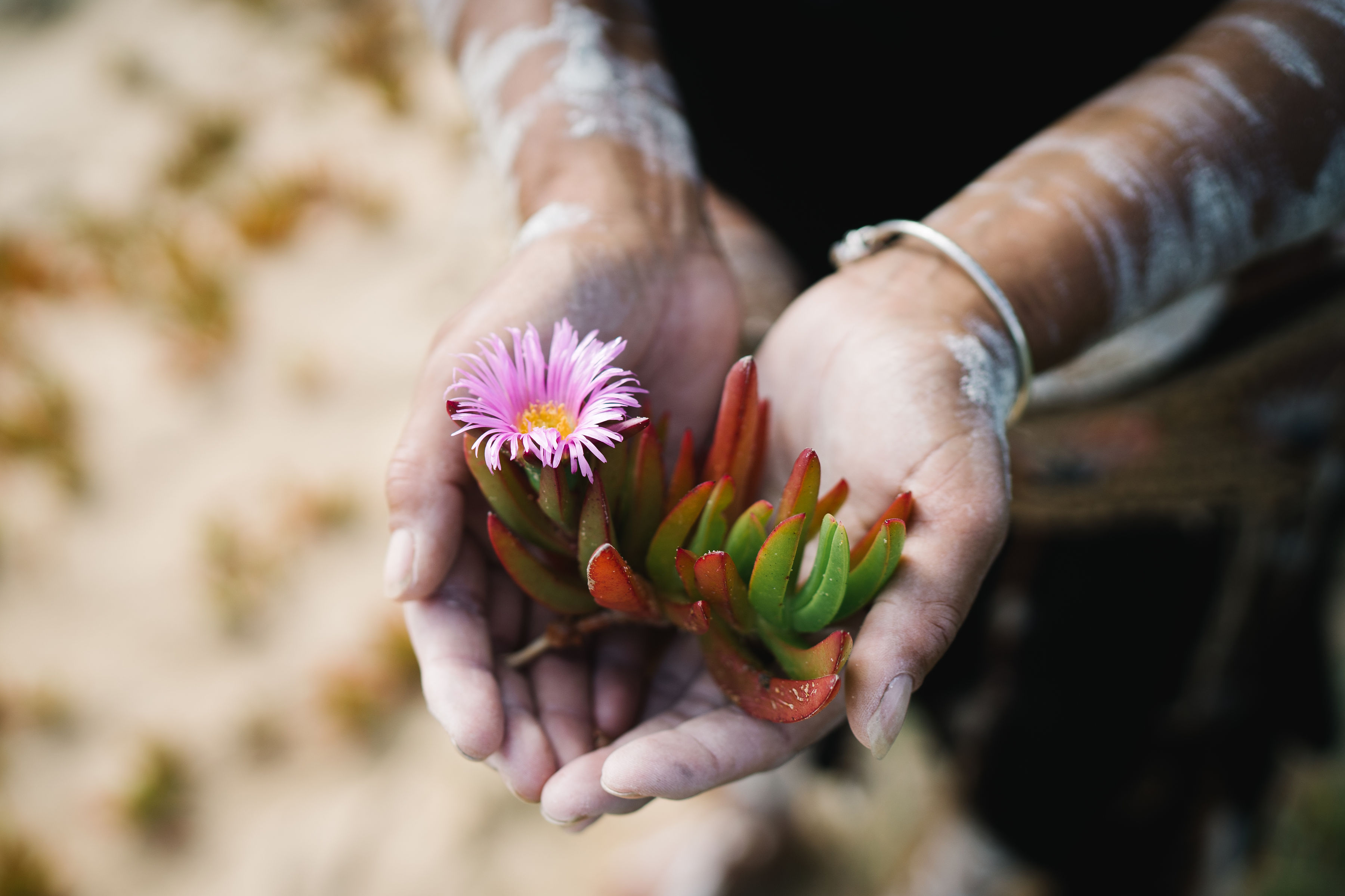 CONNECT TO COUNTRY (Jan 5) - MILLS BAY CULTURAL TOUR  WITH SHARON MASON OF GNARL CUTURAL TOURS
