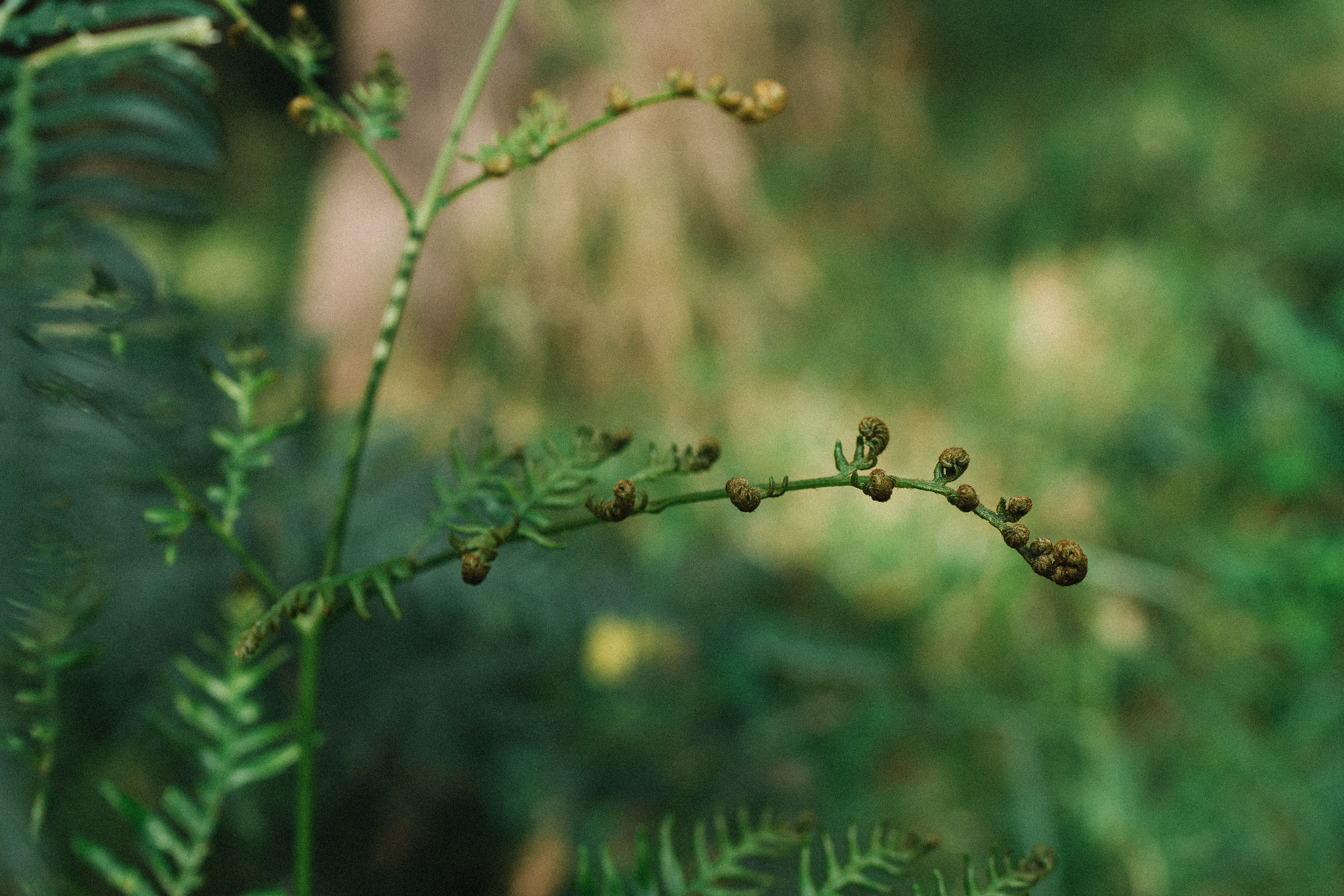 WALKING ON COUNTRY TOUR WITH FIRST NATIONS ELDER DEIDRE MARTIN AT MYSTERY BAY