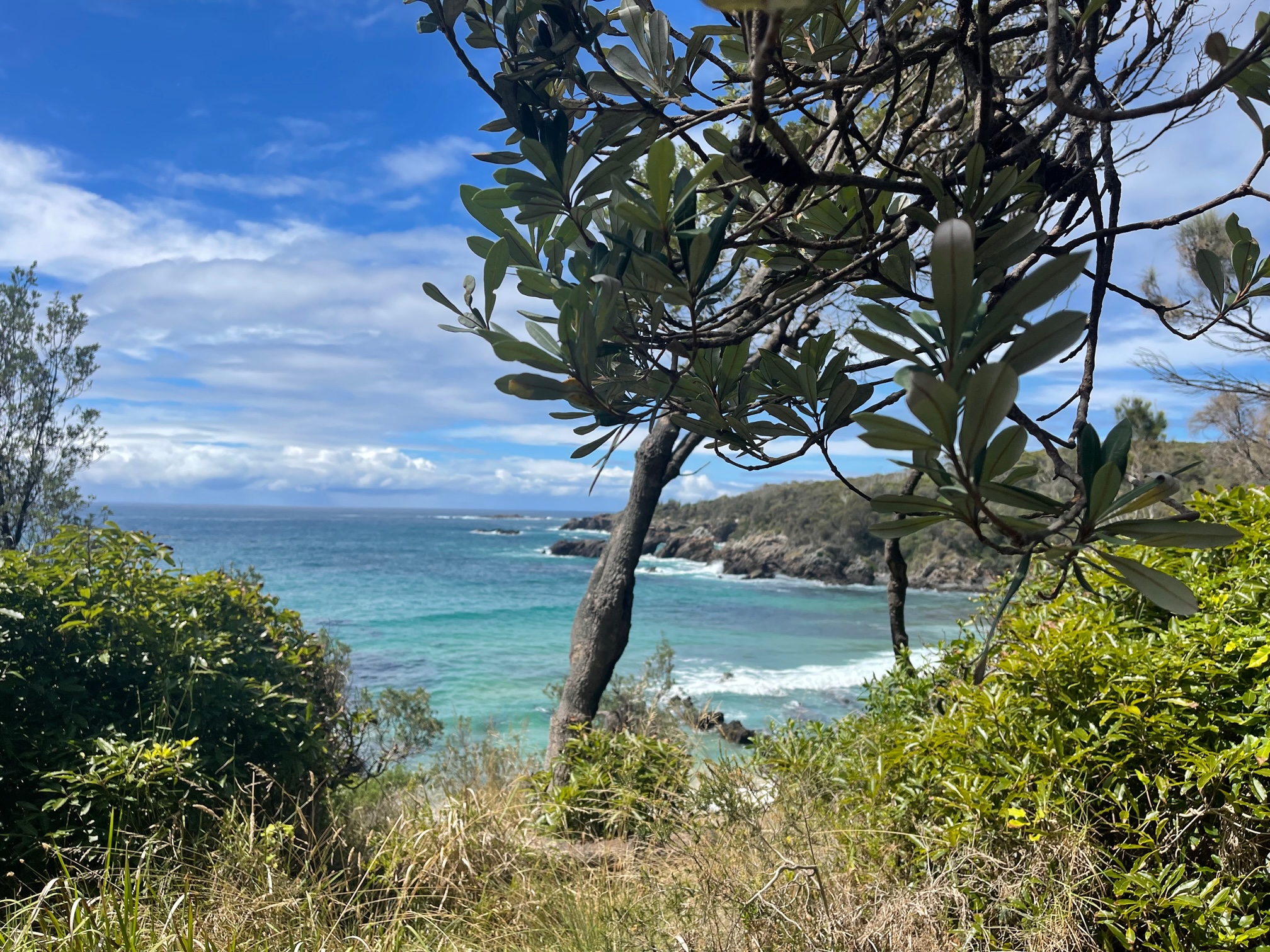WALKING ON COUNTRY TOUR AT MYSTERY BAY WITH FIRST NATIONS ELDER DEIDRE MARTIN FROM BUGIYA NAWAY BURIDJA