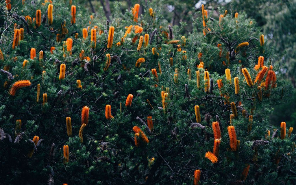 WALKING ON COUNTRY TOUR WITH FIRST NATIONS ELDER DEIDRE MARTIN AT MYSTERY BAY