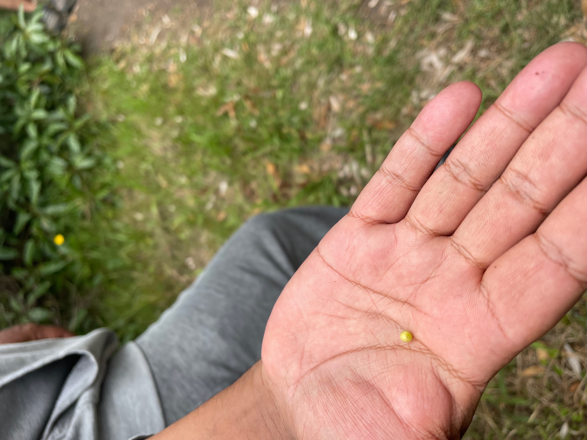 WALKING ON COUNTRY WITH WARREN FOSTER OF YANNAGA YOOWAGA TOURS AT WALLAGA LAKE