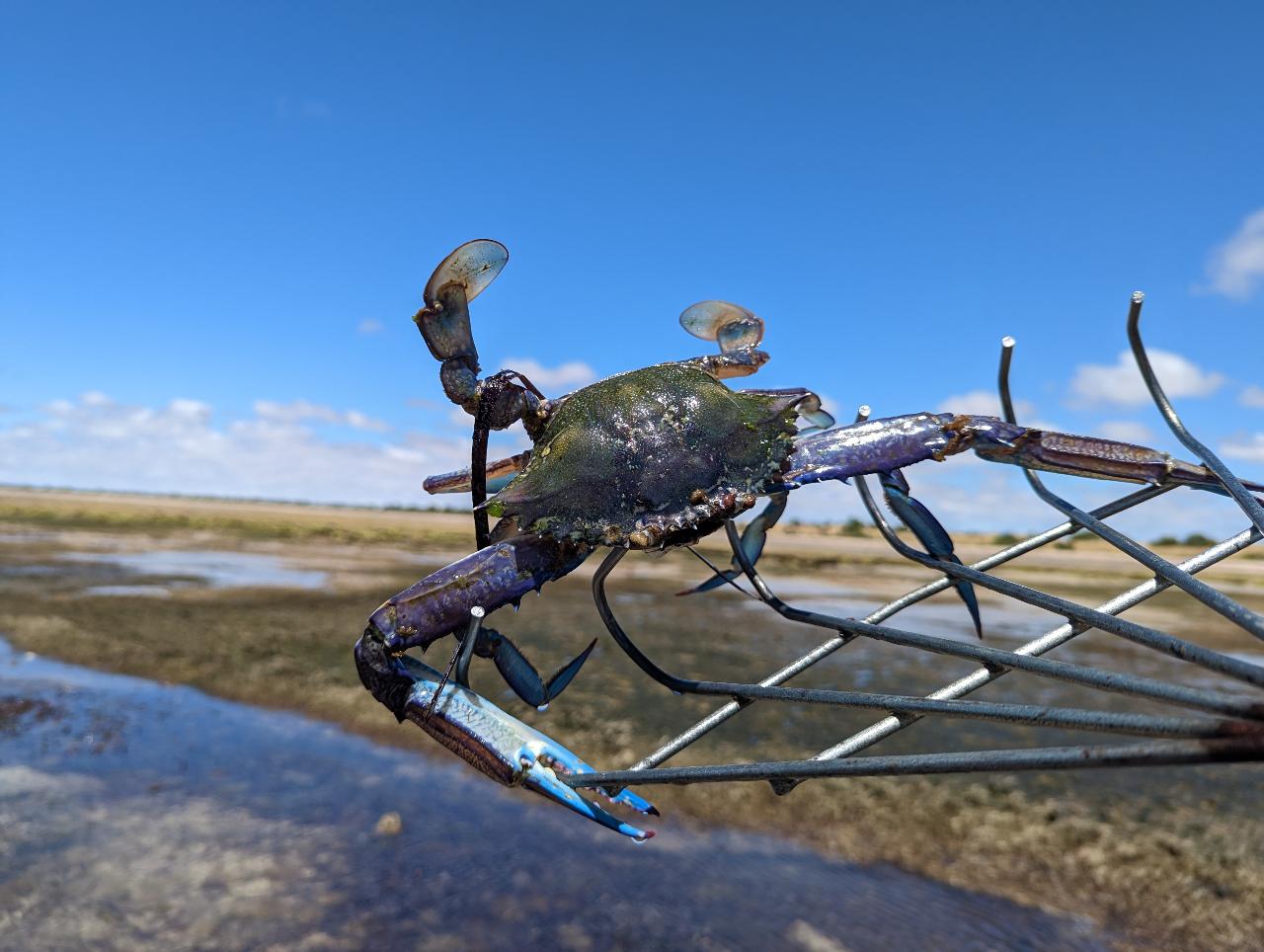 South Australia blue swimmer crab raking, catch and cook tour