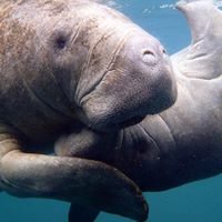 Manatee Viewing - November 15th - March 15th OKPT