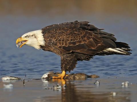 Birding Photo Expedition