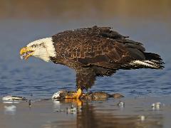 Birding Photo Expedition