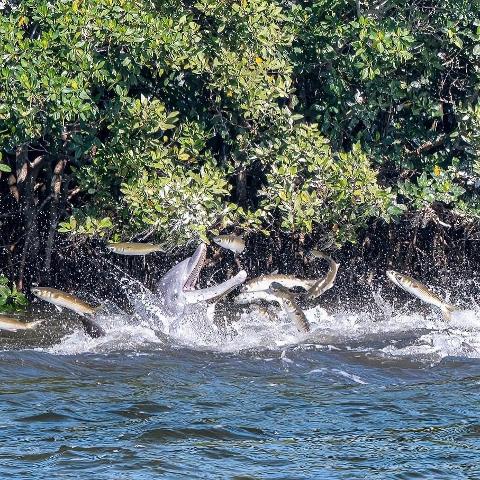 dolphines_feeding