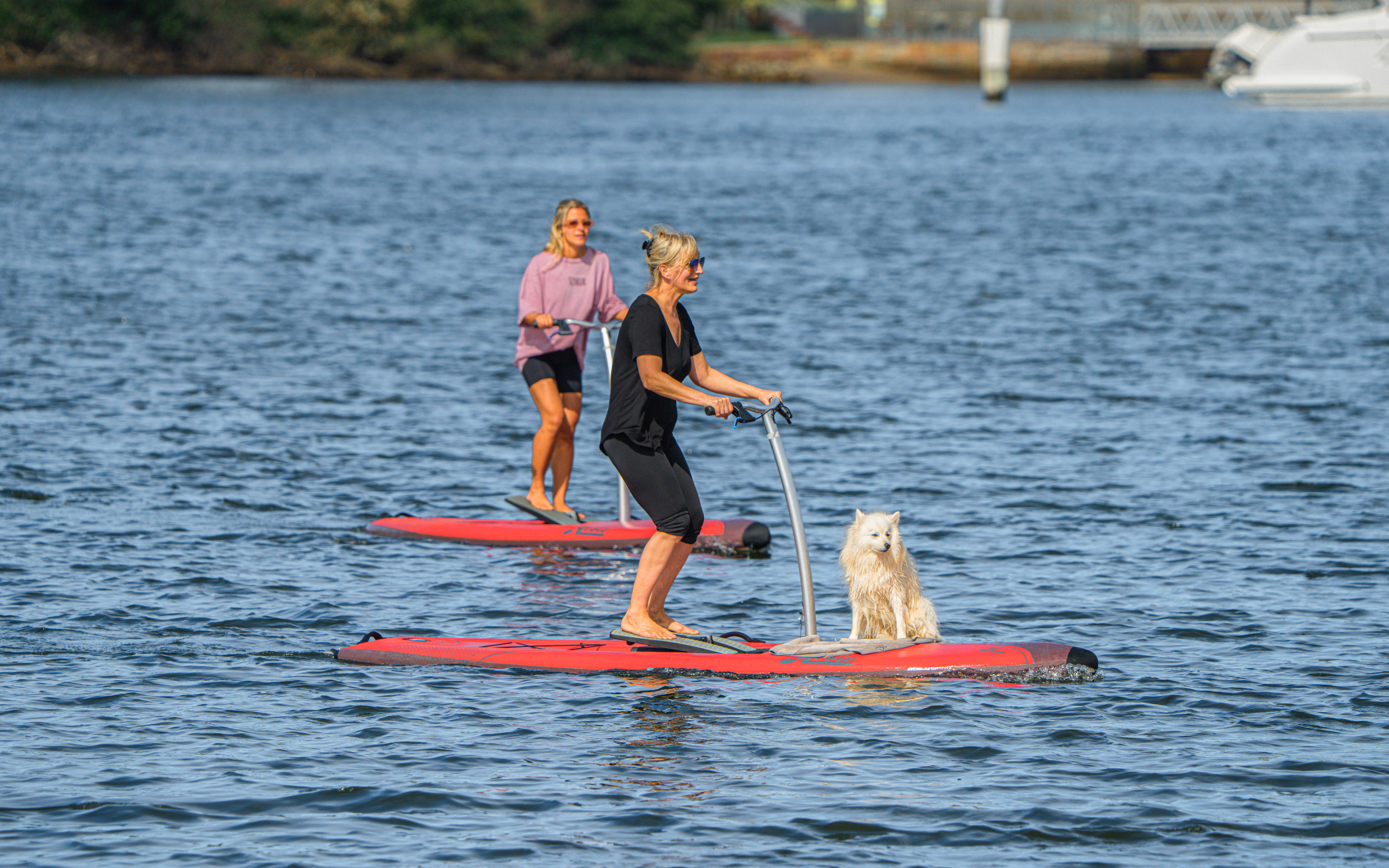 Guided Step-Up Paddle Board Tour of Sydney’s Pittwater