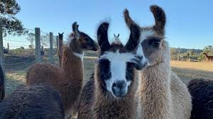 Llama Farm Adventure & Marburg Pub Lunch Day Trip| 27 June 2026