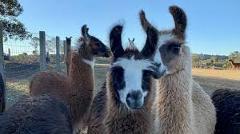 Llama Farm Adventure & Marburg Pub Lunch Day Trip| 27 June 2026