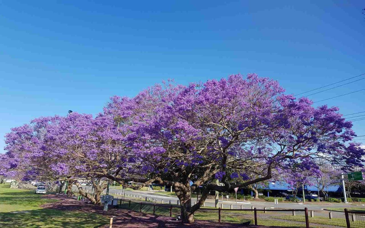 Brisbane & Goodna Jacaranda Festival: A 3-Day Spring Escape | 24-26 October, 2025