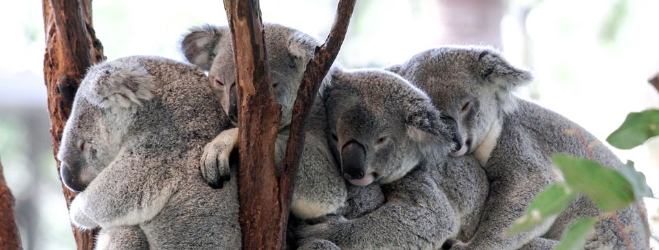 Discover Lone Pine Koala Sanctuary and Enjoy a Delicious Lunch at The Kenmore | October 13