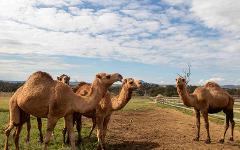 Discover Scenic Rim Delights: Summer Land Camel Farm Tour & Lunch | 3 March 2025