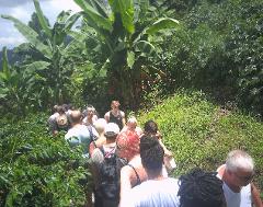 Blue Mountain Naturalistic Exploration Tour from Montego Bay/ Falmouth