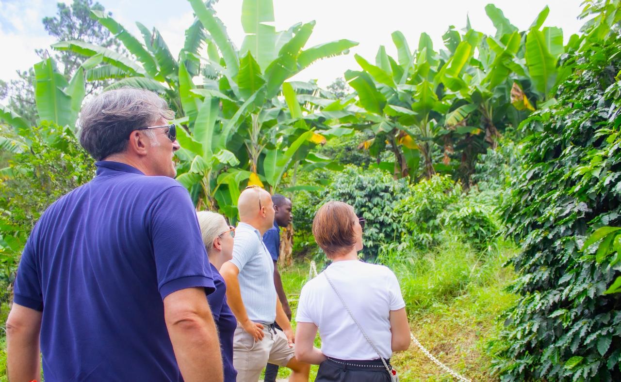 Blue Mountain Naturalistic Exploration Tour from Kingston Port