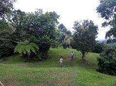 Blue Mountain Botanical Garden Mystic Tour (Hollywell) from Kingston