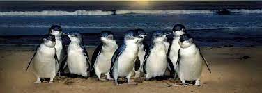 Discover Melbourne's Essence - City Tour + Penguin Parade Tour