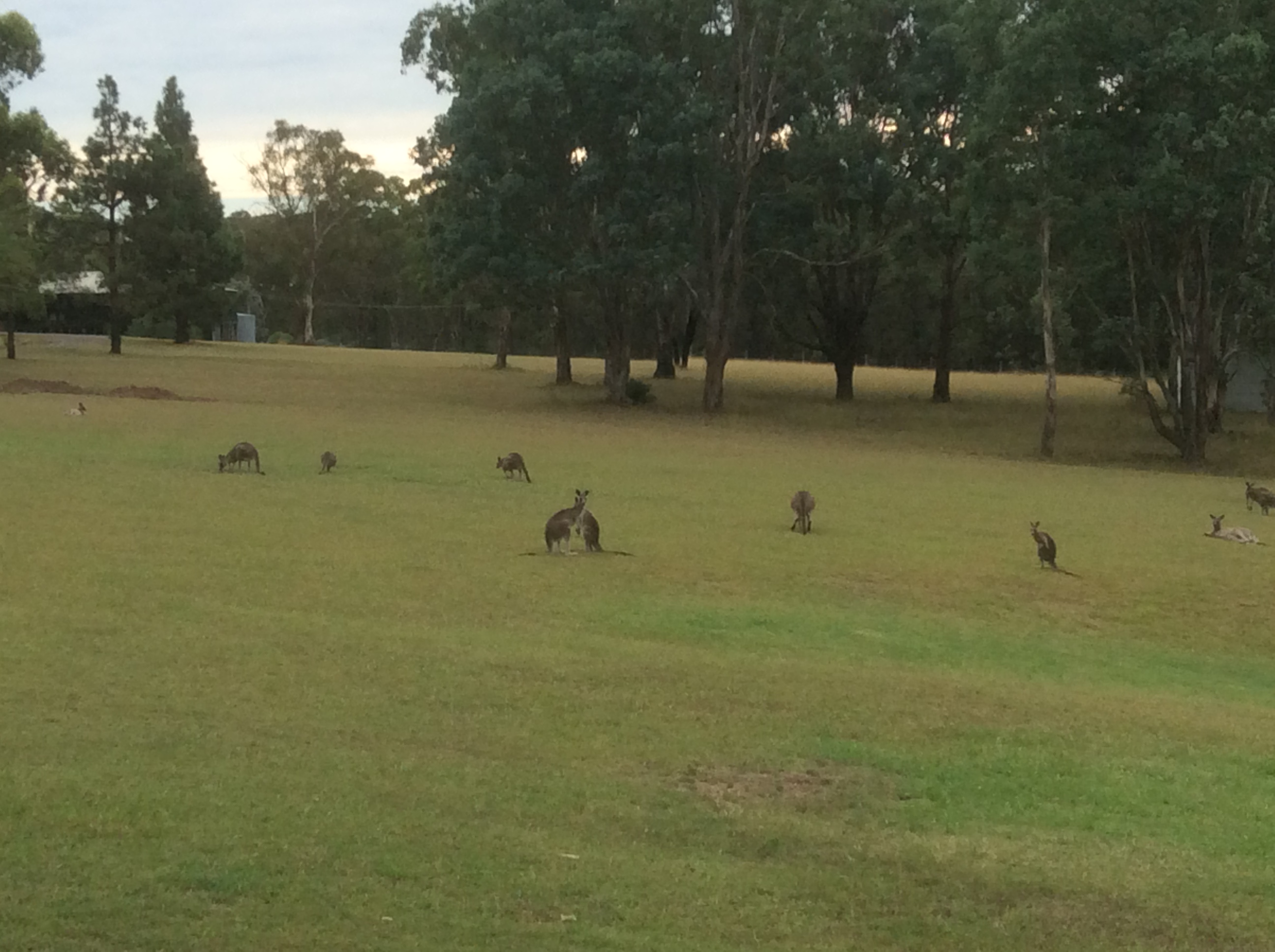 VIP PRESTIGE HIRE CAR full day tours 7days