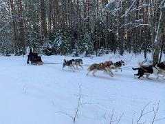 Husky dog sledding/bike kart ride in Riga group tour