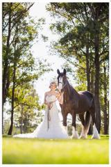 Wedding Horse Hire