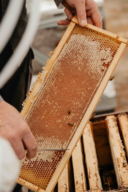 Beekeeping Experience