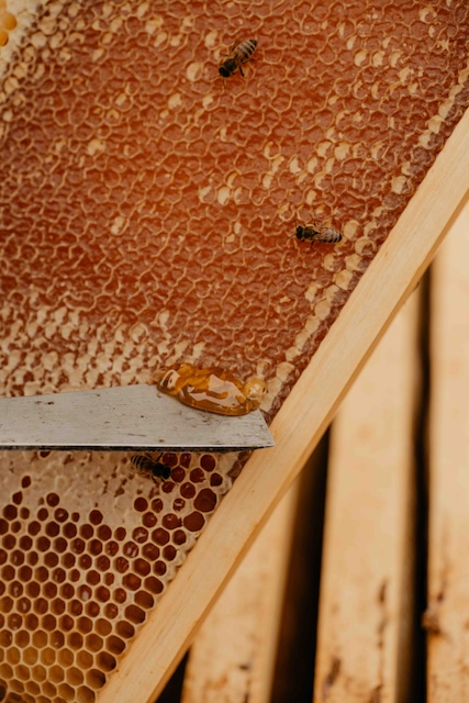 Beekeeping Experience