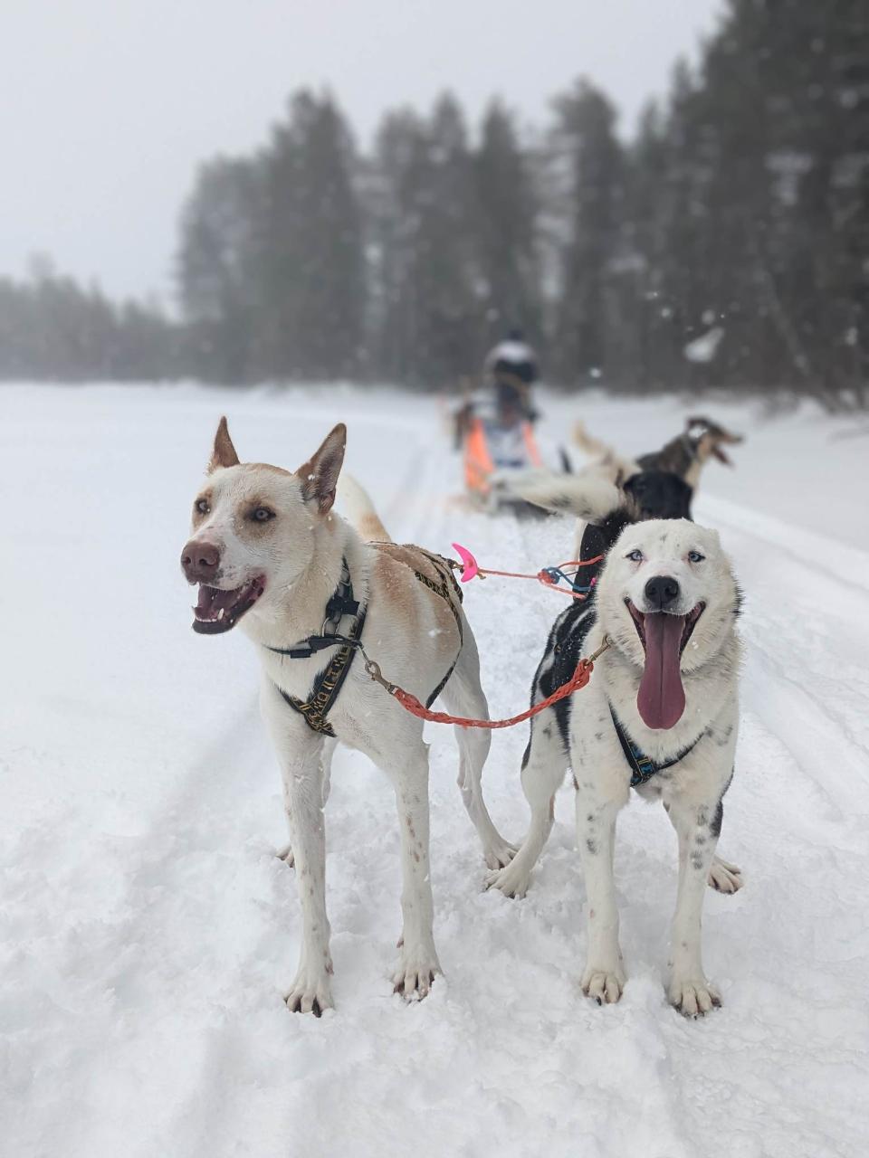 Private Husky safari with lunch (half day tour) 
