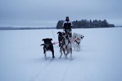 Easy dog sledding ride with Discover tour - 5km