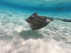 STING RAY CITY TOUR 