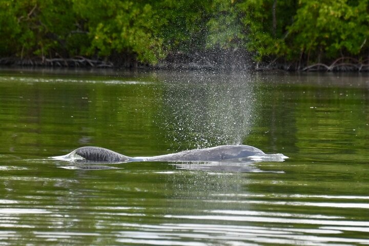 ECO PEDAL KAYAK TOUR | MARCO ISLAND & NAPLES, FLORIDA