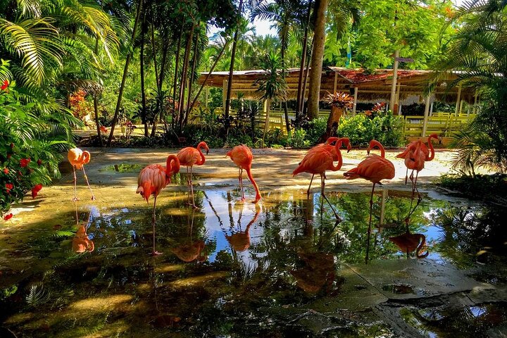 FLAMINGO ENCOUNTER & FORT CHARLOTTE