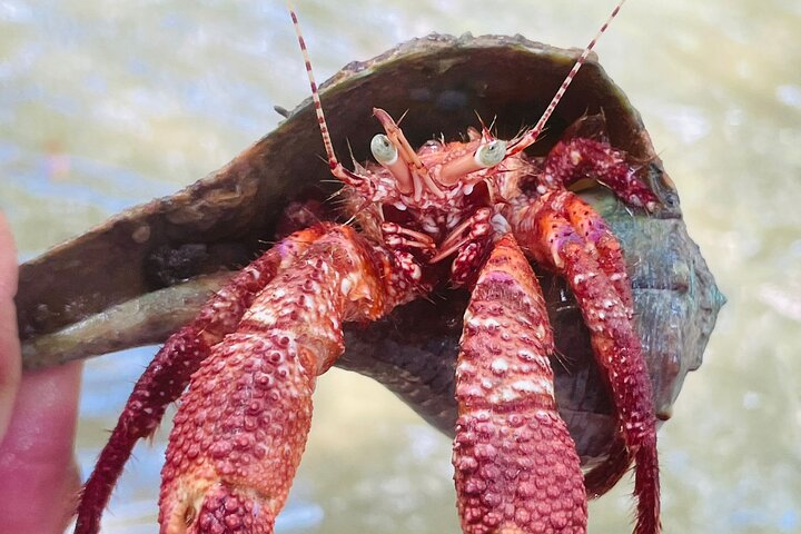 ECO PEDAL KAYAK TOUR | MARCO ISLAND & NAPLES, FLORIDA