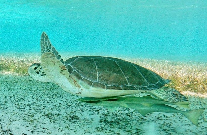 PINK SAND & SWIMMING PIGS HARBOUR ISLAND GROUP TOUR 