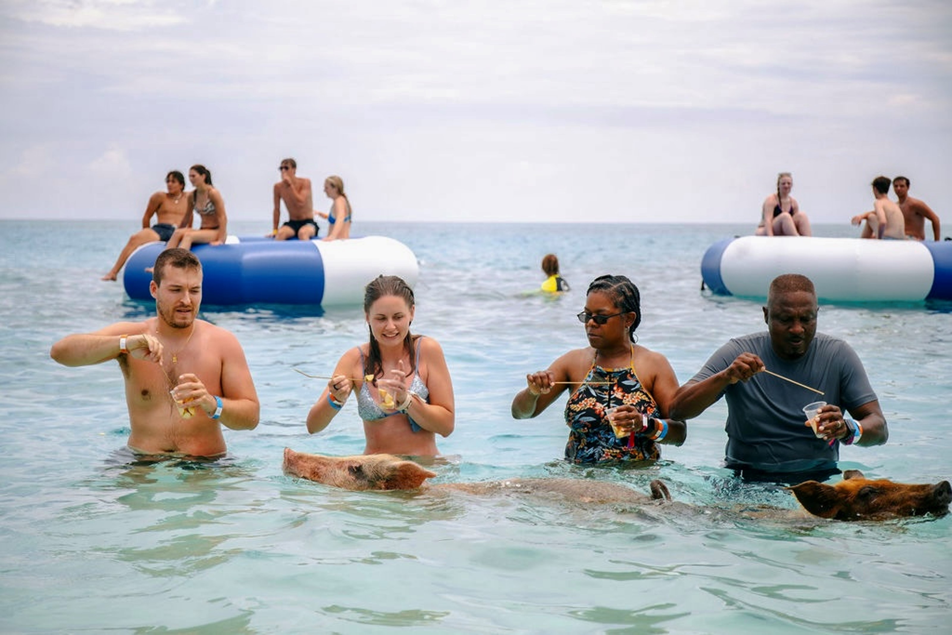 SWIMMING PIGS OF ROSE ISLAND EXPRESS WATER TAXI NASSAU BAHAMAS
