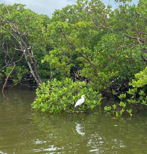 WILDLIFE SIGHTSEEING & SHELLING EXCURSION | MARCO ISLAND, FLORIDA