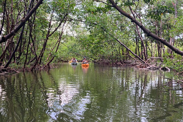 ECO PEDAL KAYAK TOUR | MARCO ISLAND & NAPLES, FLORIDA