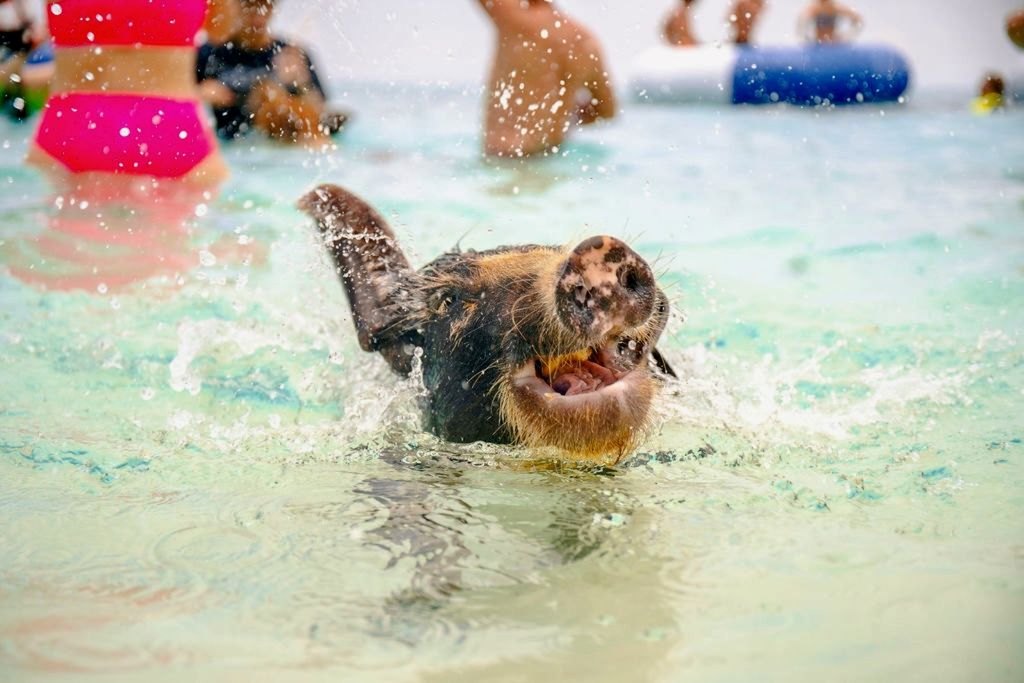 THE ORIGINAL SWIMMING PIGS OF ROSE ISLAND & BEACH DAY - GROUP TOUR 