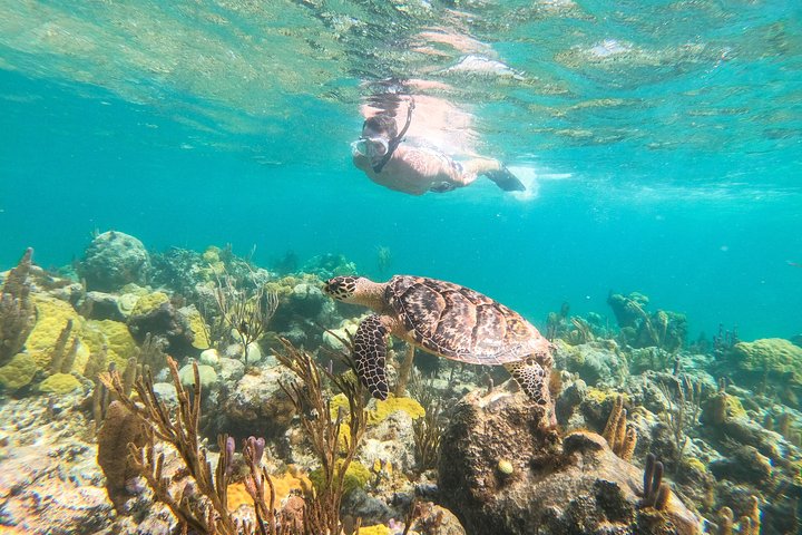 SNORKELING & IGUANA ISLAND MORNING CRUISE FROM PROVIDENCIALES | HALF DAY | TURKS & CAICOS