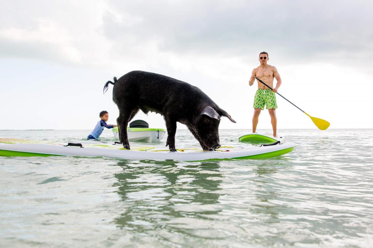 ROSE ISLAND SWIMMING PIGS - PRIVATE BOAT TOUR FROM NASSAU