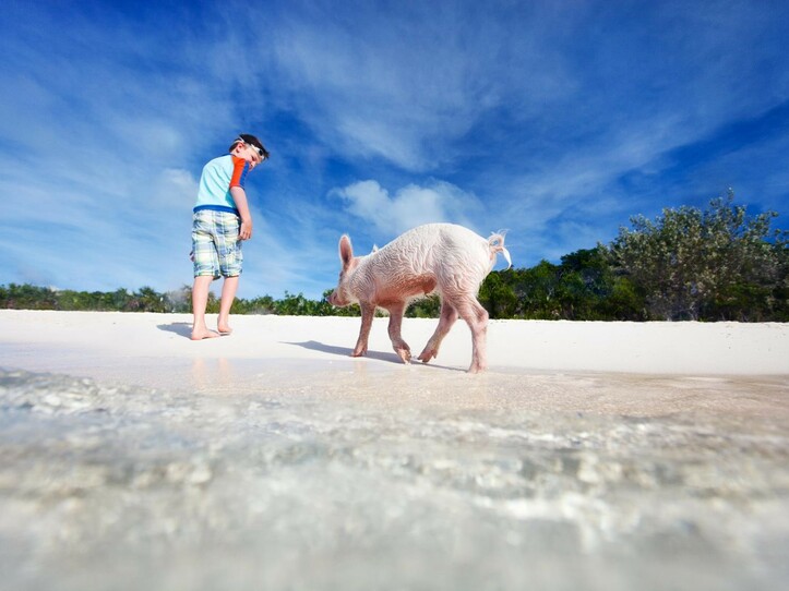 HARBOUR ISLAND SWIMMING PIGS & PINK SAND BEACHES 5 STOP - PRIVATE BOAT TOUR FROM NASSAU