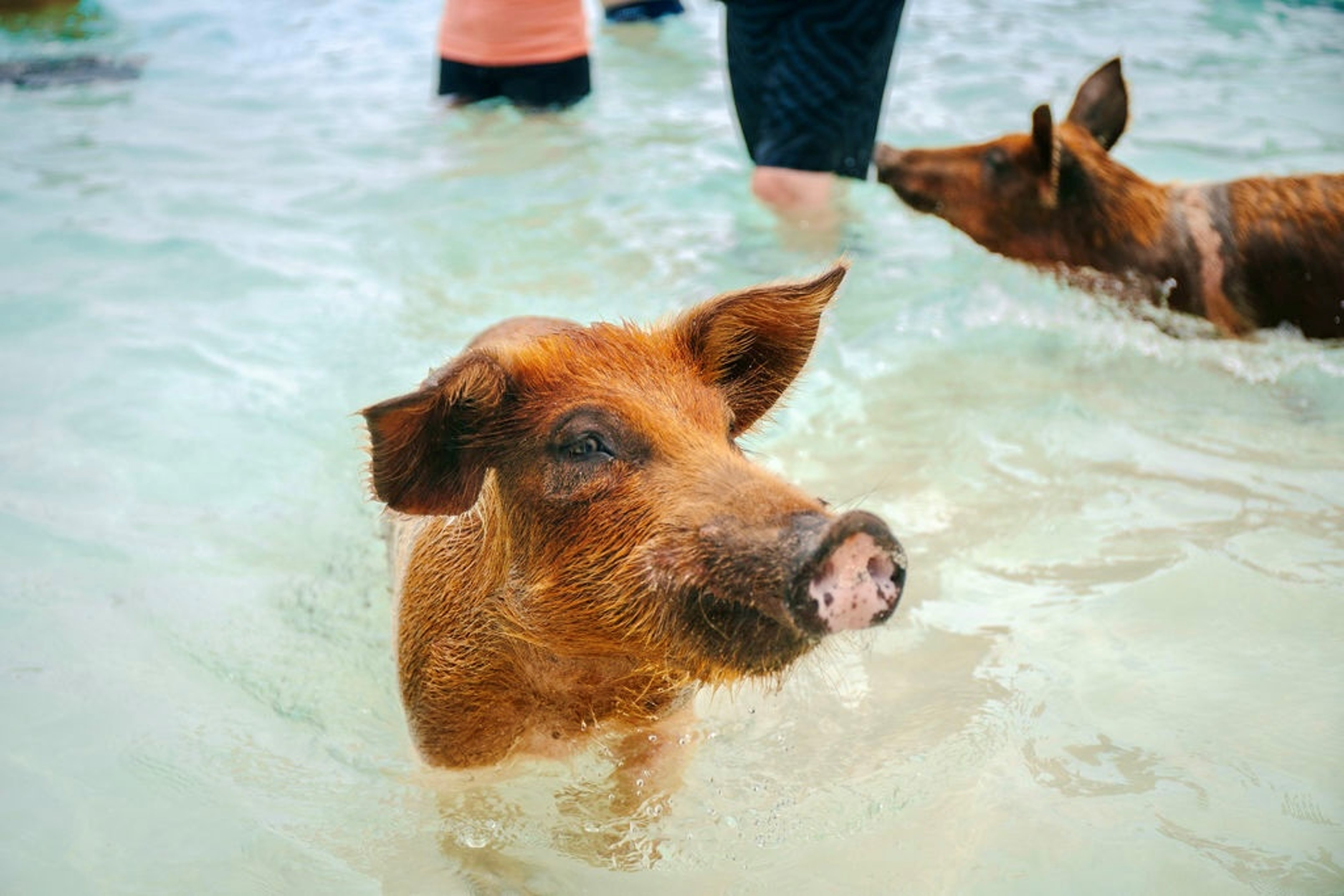 THE ULTIMATE EXUMA EXPERIENCE IN ROSE ISLAND -  GROUP TOUR - COMING SOON!