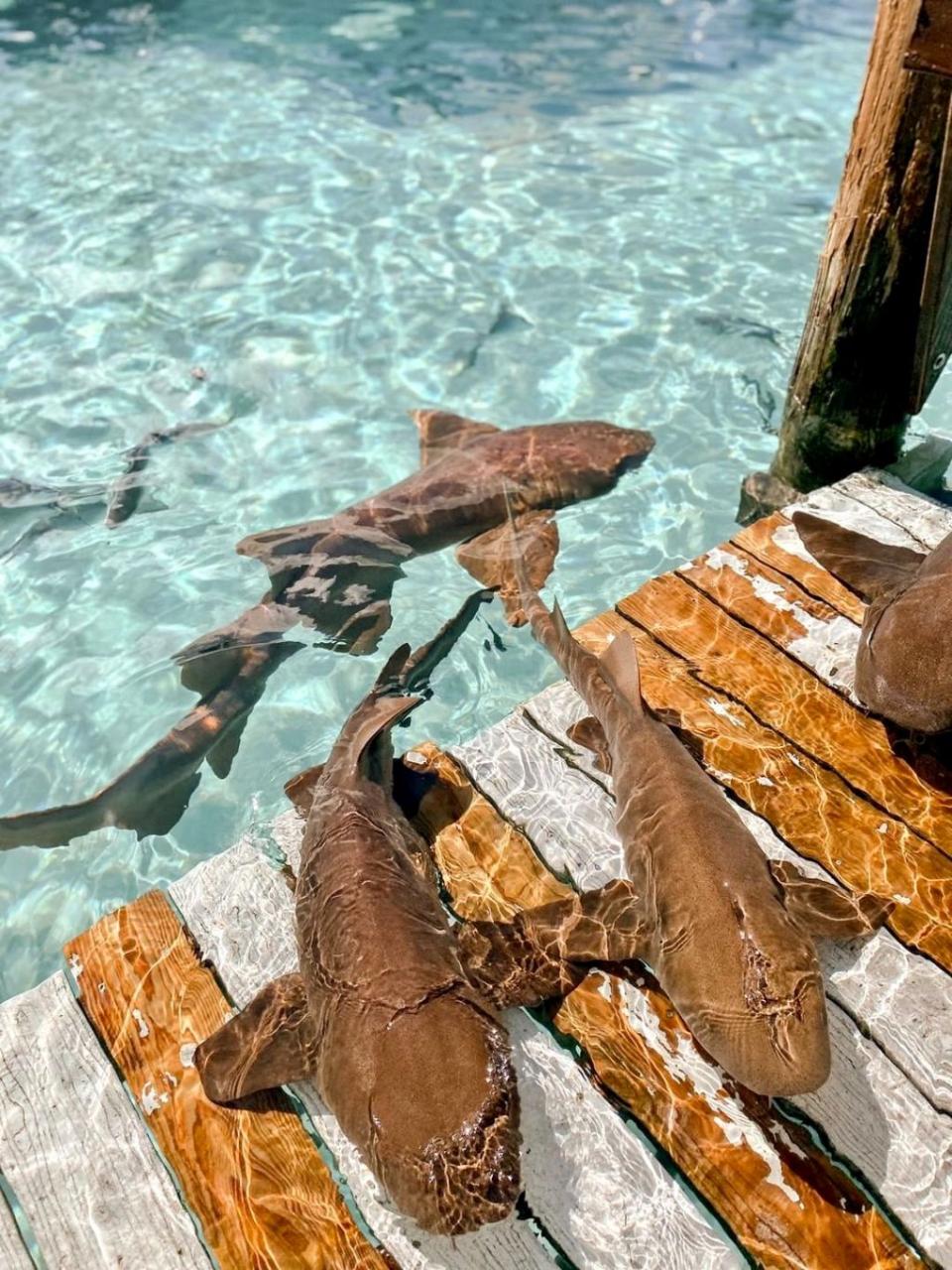 THE ULTIMATE EXUMA EXPERIENCE IN ROSE ISLAND -  GROUP TOUR - COMING SOON!