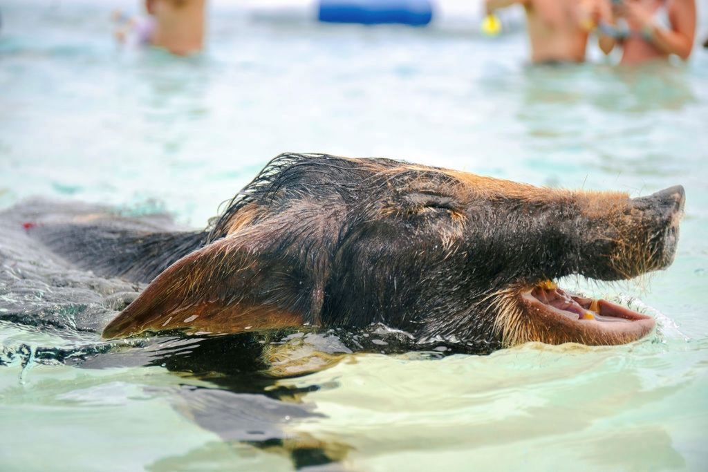 SWIMMING PIGS OF ROSE ISLAND WATER TAXI NASSAU BAHAMAS - GROUP TOUR