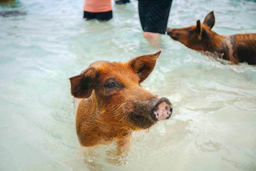 ROSE ISLAND ADVENTURE: SWIMMING PIGS & SNORKELING HALF DAY - GROUP TOUR