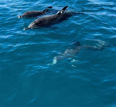 WILDLIFE & WAVES: FORT LAUDERDALE MARINELIFE CRUISE